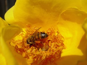 Honeybee on Midas Touch