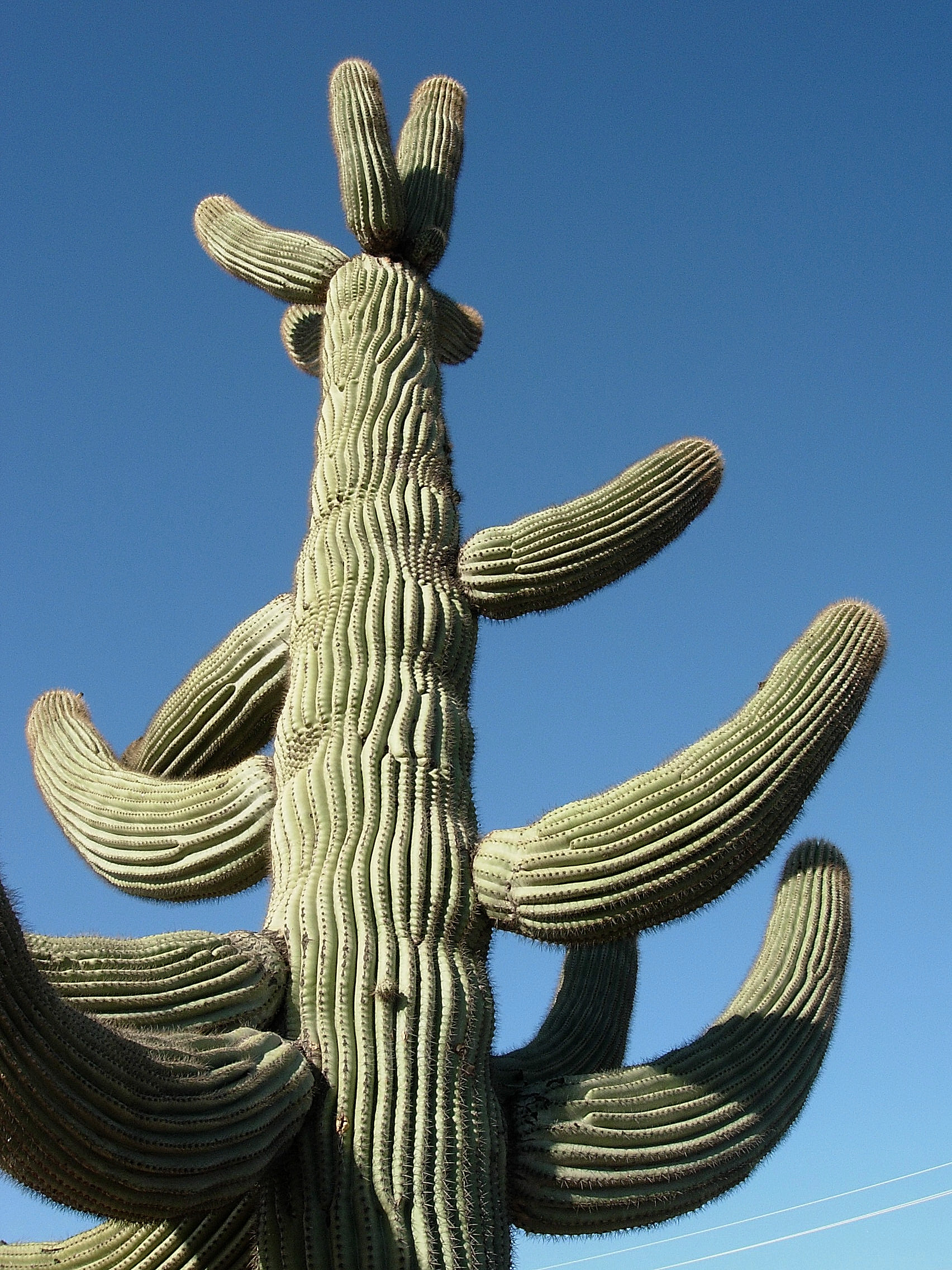 Read more about the article Cactus Callus