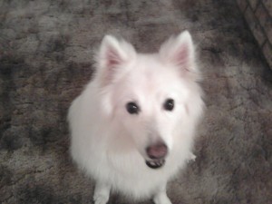 Read more about the article Palmer The Eskimo Dog