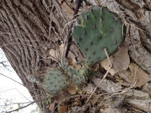 Read more about the article Cactus In A Cottonwood