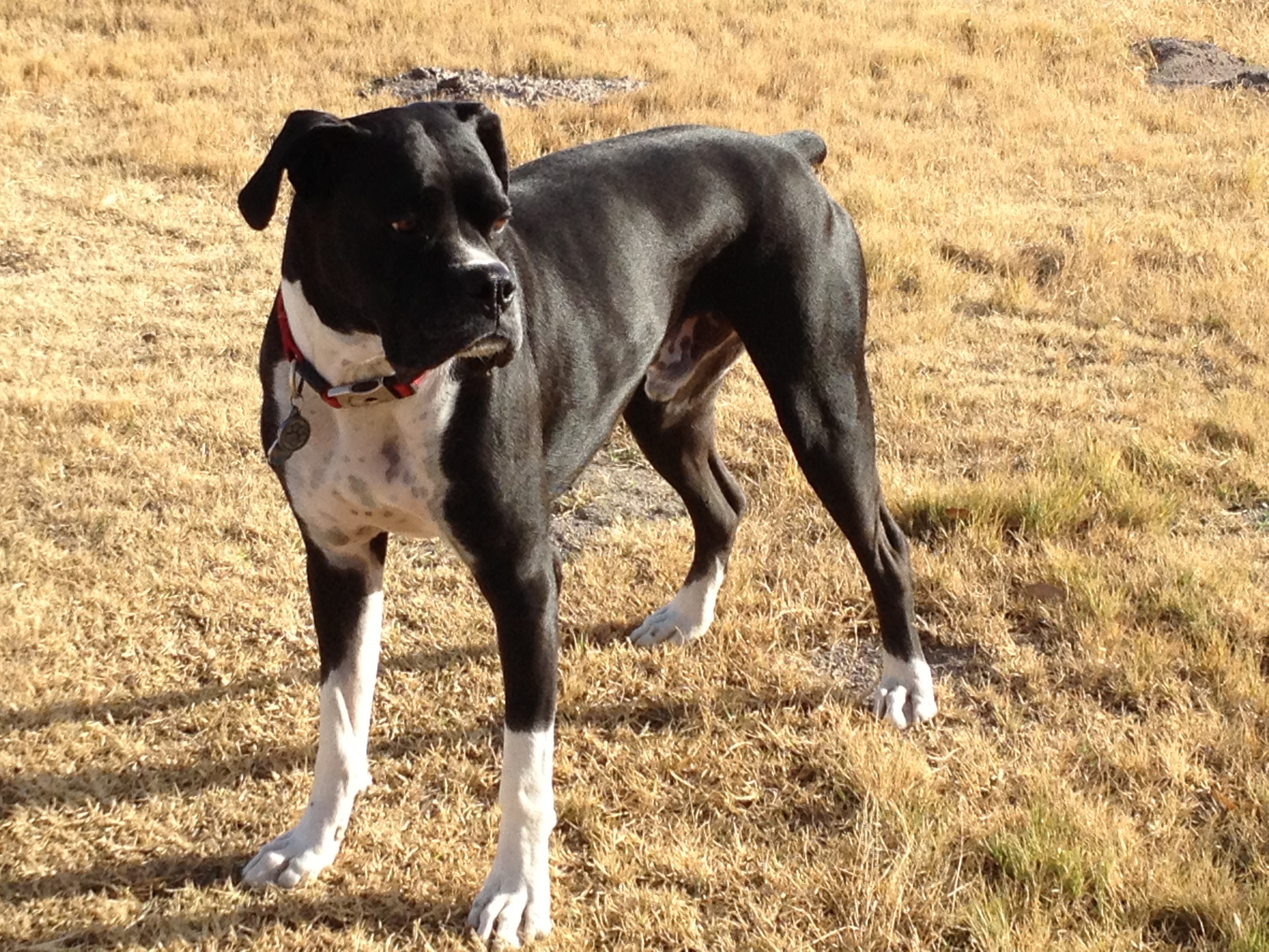 Bentley the Boxer Dog