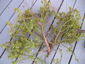 Read more about the article Mistletoe
