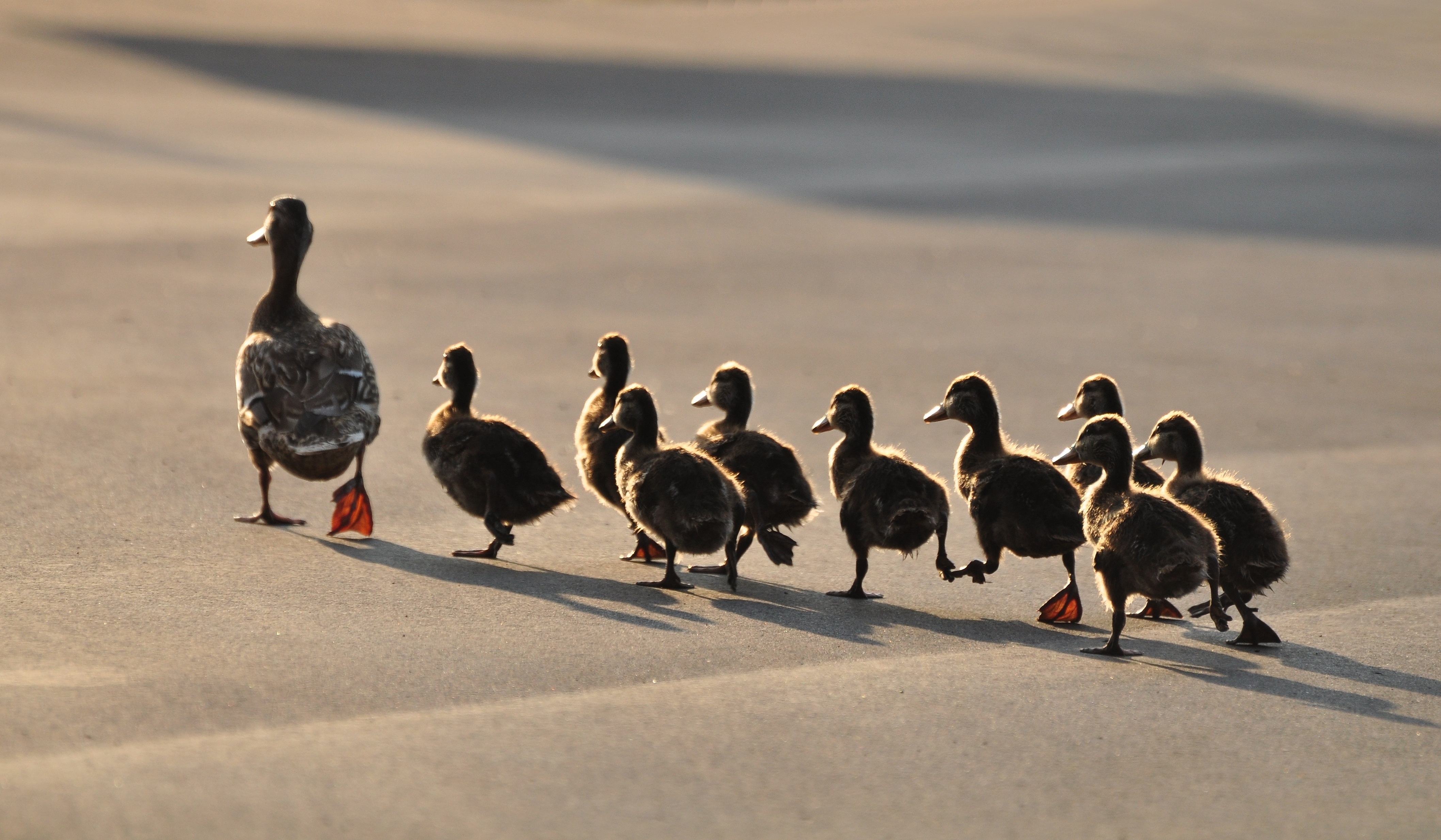 You are currently viewing Crosswalk