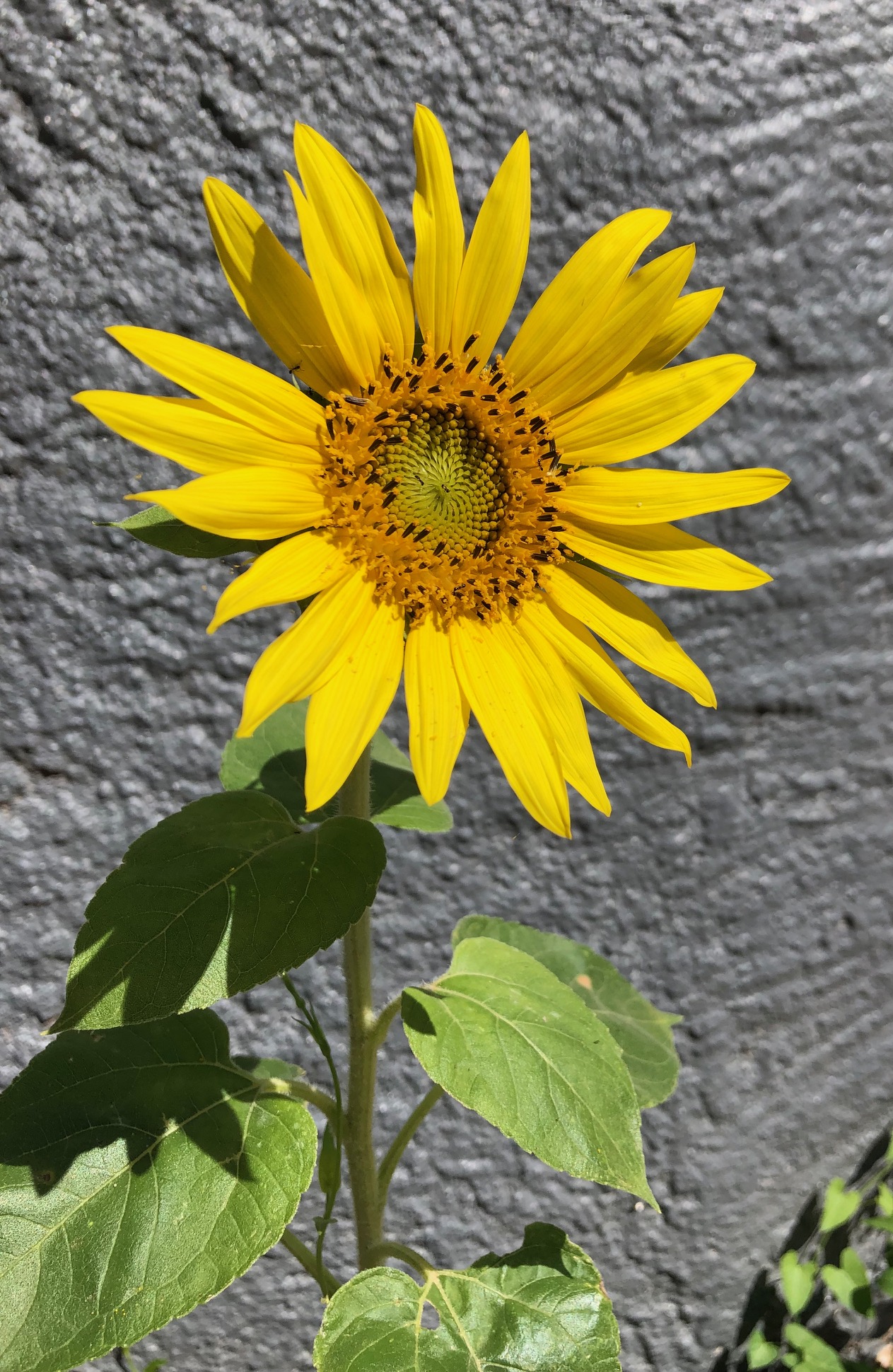 You are currently viewing Blooming Where You’re Planted